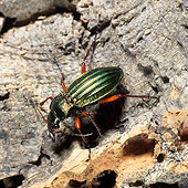 INS 08 WF0002 01
Golden Ground Beetle Standing On Bark