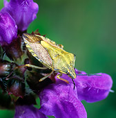 INS 08 WF0003 01
Shield Bug (Stink Bug) Sitting On Purple Flower