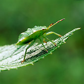 INS 08 WF0004 01
Green Shield Bug (Stink Bug) Standing On Leaf