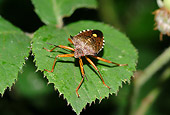 INS 08 WF0005 01
Forest Bug Standing On Leaf