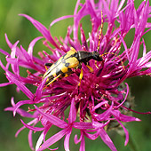 INS 08 WF0006 01
Yellow-Black Longhorn Beetle Sitting On Pink Flower