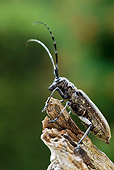 INS 08 WF0007 01
Capricorn Beetle Sitting On Wood