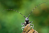 INS 08 WF0008 01
Close-Up Of Capricorn Beetle Sitting On Wood