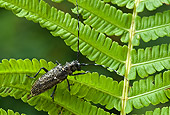 INS 08 WF0009 01
Capricorn Beetle Sitting On Fern Frond