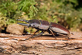 INS 08 WF0010 01
Tropical Stag Beetle Sitting On Wood