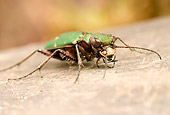 INS 08 WF0012 01
Green Tiger Beetle Sitting On Stone