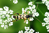 INS 08 WF0013 01
Yellow-Black Longhorn Beetle Sitting On White Flowers