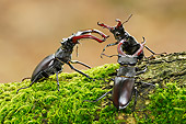 INS 08 WF0014 01
Three Male Stag Beetles Wrestling Over Female On Mossy Oak