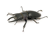INS 08 WF0015 01
Tropical Stag Beetle Sitting On White Seamless