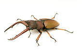 INS 08 WF0016 01
Common Red Stag Beetle Sitting On White Seamless