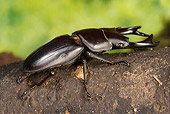 INS 08 WF0017 01
Stag Beetle Crawling On Log