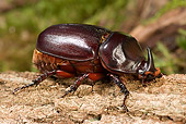 INS 08 WF0018 01
African Rhinoceros Beetle Crawling On Log