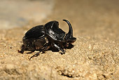 INS 08 WF0019 01
Horned Dung Beetle Crawling On Sand