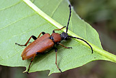 INS 08 WF0020 01
Red Longhorn Beetle Sitting On Leaf