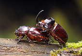 INS 08 WF0021 01
Rhinoceros Beetles Mating On Log