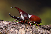 INS 08 WF0022 01
Siamese Rhinoceros Beetle Male Crawling On Bark