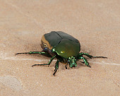 INS 08 RK0001 01
June Beetle Facing Camera