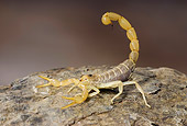 INS 09 WF0001 01
North African Desert Scorpion Sitting On Rock