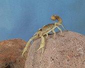 INS 09 RK0001 01
Desert Hairy Scorpion On Rock Blue Background
