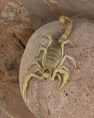 INS 09 RK0002 01
Desert Hairy Scorpion On Rock