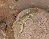INS 09 RK0002 02
Desert Hairy Scorpion On Rock