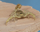 INS 09 RK0003 01
Desert Hairy Scorpion On Rock Blue Background