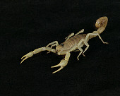 INS 09 RK0004 01
Desert Hairy Scorpion On Black Seamless