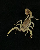 INS 09 RK0004 02
Desert Hairy Scorpion On Black Seamless