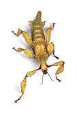 INS 10 TK0001 01
Giant Prickly Stick Insect Approaching Camera On White Seamless Studio