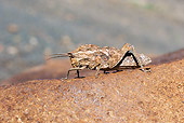 INS 11 HP0001 01
Camouflaged Grasshopper Crawling In Desert