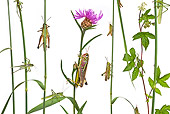 INS 11 KH0001 01
Great Green Grasshoppers Crawling On Flower Stems On White Seamless