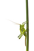 INS 11 KH0002 01
Great Green Grasshopper Female Crawling On Grass Stalk On White Seamless