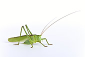 INS 11 KH0003 01
Great Green Grasshopper Male Crawling On White Seamless