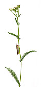 INS 11 KH0004 01
Grasshopper Crawling Up Flower Stem On White Seamless