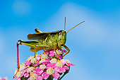 INS 11 TK0002 01
Red-Legged Grasshopper Sitting On Flower