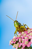 INS 11 TK0003 01
Red-Legged Grasshopper Sitting On Flower