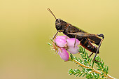 INS 11 WF0001 01
Woodland Grasshopper Sitting On Pink Flower