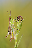 INS 11 WF0002 01
Common Meadow Grasshopper Male Resting On Flower