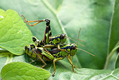 INS 11 WF0003 01
Alpine Grasshoppers Mating On Leaves