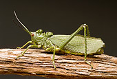 INS 11 WF0004 01
Green Milkweed Locust Sitting On Log