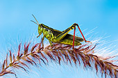 INS 11 TK0001 01
Red-Legged Grasshopper Sitting On Plant Profile
