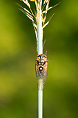 INS 12 DA0001 01
Prairie Cicada Perched On Indian Grass