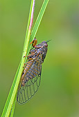 INS 12 WF0002 01
New Forest Cicada On Blade Of Grass