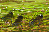 INS 13 DA0001 01
Three Ebony Jewelwing Damselfly Females Ovipositing In Stream