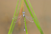 INS 13 DA0002 01
Sweet Flag Spreadwing Male Perched On Blade Of Grass In Wetlands