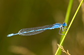 INS 13 DA0003 01
Familiar Bluet Damselfly Male Perched On Blade Of Grass