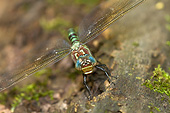 INS 13 DA0006 01
Close-Up Of Swamp Darner Female Laying Eggs On Log In Water