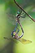 INS 13 DA0007 01
Hine's Emerald Male And Female Mating