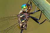 INS 13 DA0008 01
Close-Up Of Hine's Emerald Dragonfly Male Perched In Barton Fen