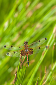 INS 13 DA0009 01
Calico Pennant Male Perched On Blade Of Grass